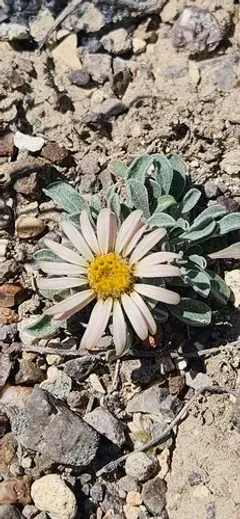 Nevada grounddaisy thumbnail 1