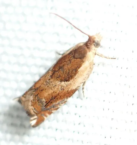 Ancylis laciniana