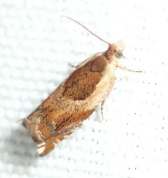 Ancylis laciniana thumbnail 1