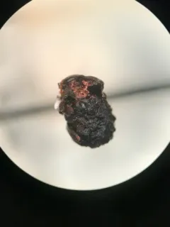 Neochlamisus bebbianae thumbnail 2