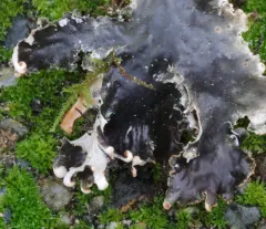 Peltigera pacifica thumbnail 3