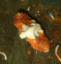 Butterfly King Crab thumbnail 3