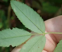 Diplolepis rosaefolii thumbnail 2