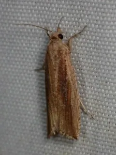 Bactra maiorina thumbnail 1