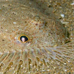 Windowpane Flounder thumbnail 4