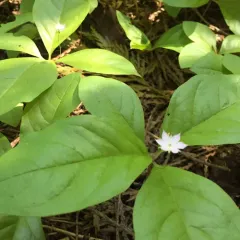 Western Starflower thumbnail 1