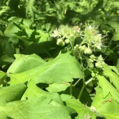 Pacific Waterleaf thumbnail 2