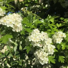common hawthorn thumbnail 4
