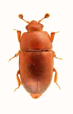 Thalycra concolor thumbnail 1