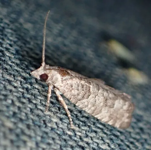 Gray Retinia Moth