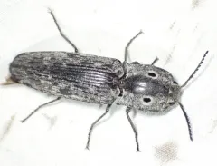 Small-eyed Click Beetle thumbnail 3