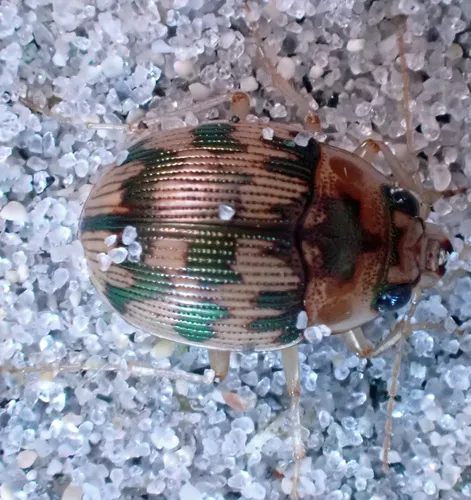Robust Round Sand Beetle