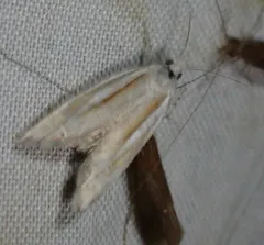 Eucosma spiculana thumbnail 2