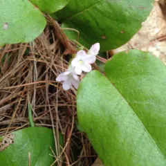 trailing arbutus thumbnail 2