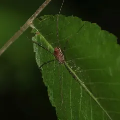 Warty Harvestman thumbnail 3
