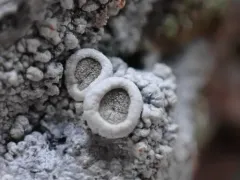 Ochrolechia farinacea thumbnail 3