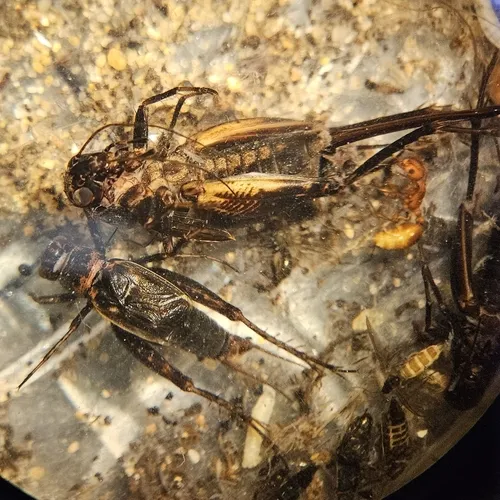 Gray Ground Cricket