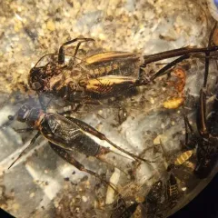 Gray Ground Cricket thumbnail 1