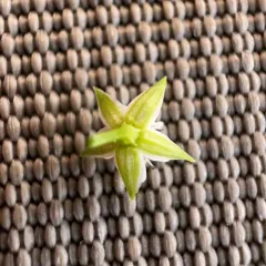 Sitka starwort thumbnail 4