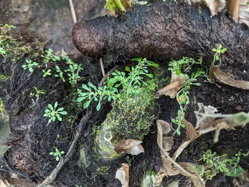 Artillery Plant