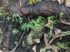 Artillery Plant thumbnail 1