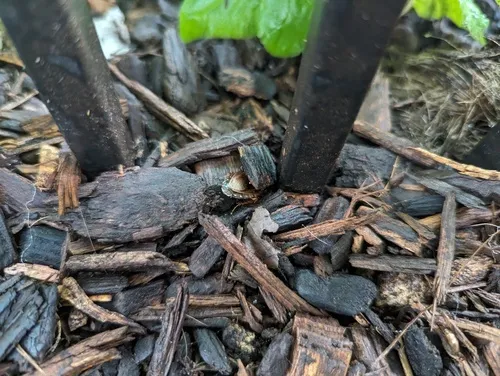 Surinam Cockroach
