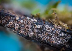 Lasiobelonium variegatum thumbnail 2