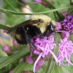Lemon Cuckoo Bumble Bee thumbnail 3