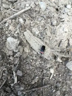 Collared False Darkling Beetle thumbnail 3