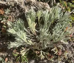 Three-fork Wormwood thumbnail 4
