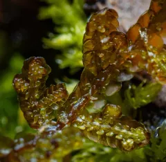 Asa Gray's Scalewort thumbnail 4