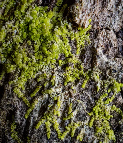 Biddlecome's Pouncewort