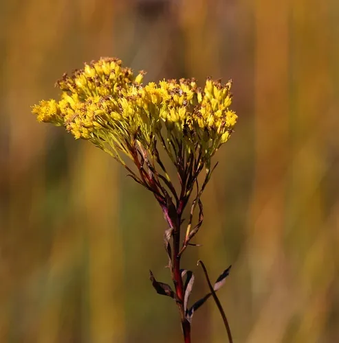 Ohio Goldenrod