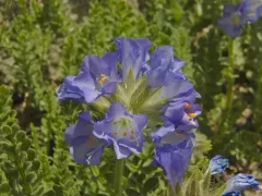 Rocky Mountain Jacob's Ladder thumbnail 3