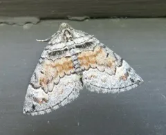 Formosa Carpet Moth thumbnail 2