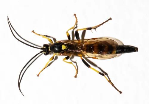 Ichneumon subdolus