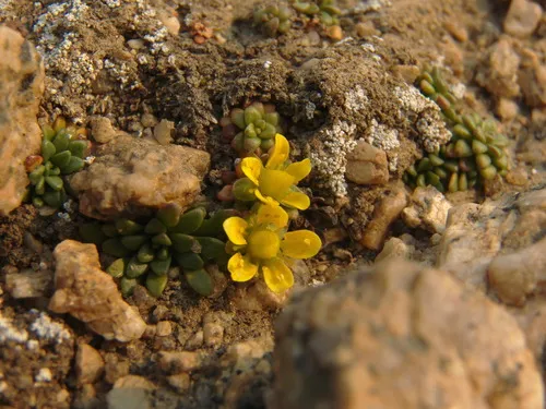 golden saxifrage
