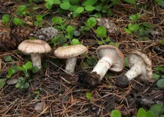 Cleistocybe vernalis thumbnail 3