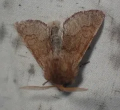 Fawn Sallow thumbnail 3