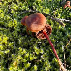 mountain moss deconica thumbnail 4