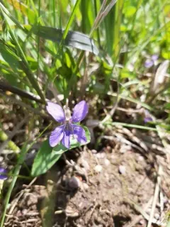 Great Plains riverside violet thumbnail 2