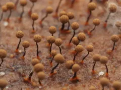 Cribraria vulgaris thumbnail 1