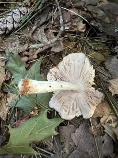 Pluteus hibbettii thumbnail 2