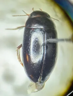 Agabus semipunctatus thumbnail 3