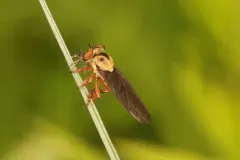 Golden Goggle Eye thumbnail 3