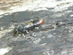 Orussus terminalis thumbnail 3