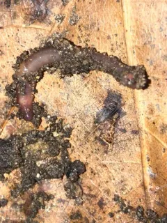 Gilt-tail thumbnail 3
