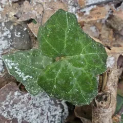 Atlantic Ivy thumbnail 1