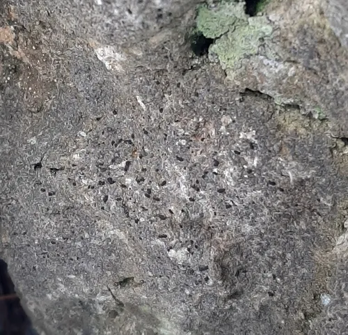 Opegrapha dolomitica