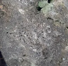 Opegrapha dolomitica thumbnail 1